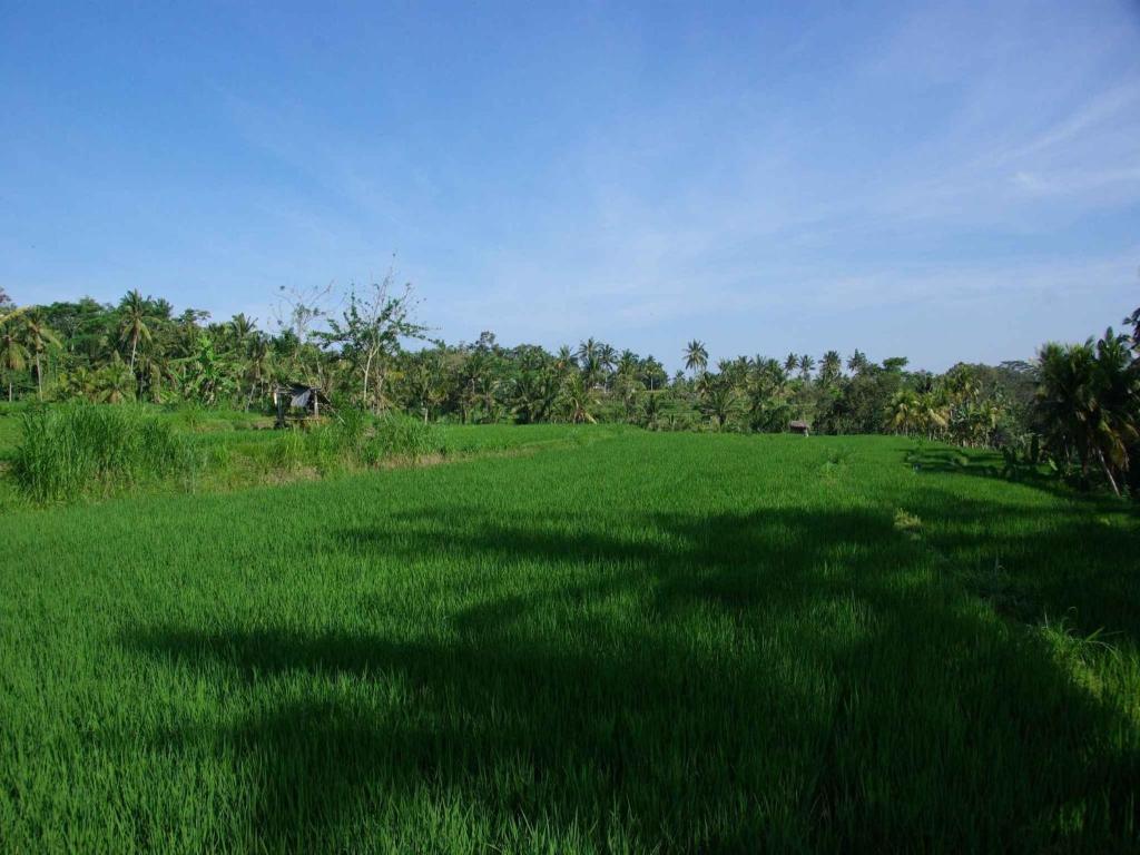 Omah Apik Hotell Ubud Exteriör bild
