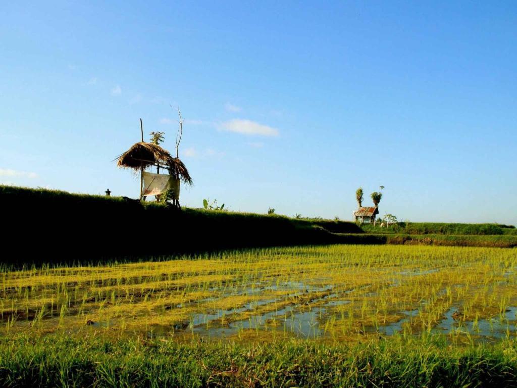 Omah Apik Hotell Ubud Exteriör bild
